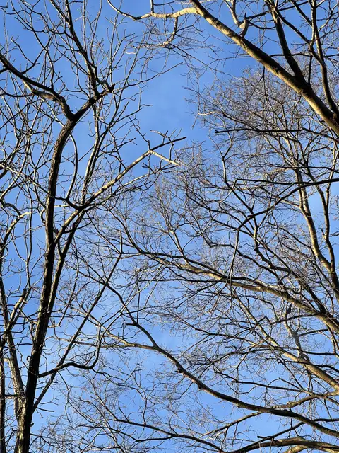 Bare branches paint against a vibrant winter sky.